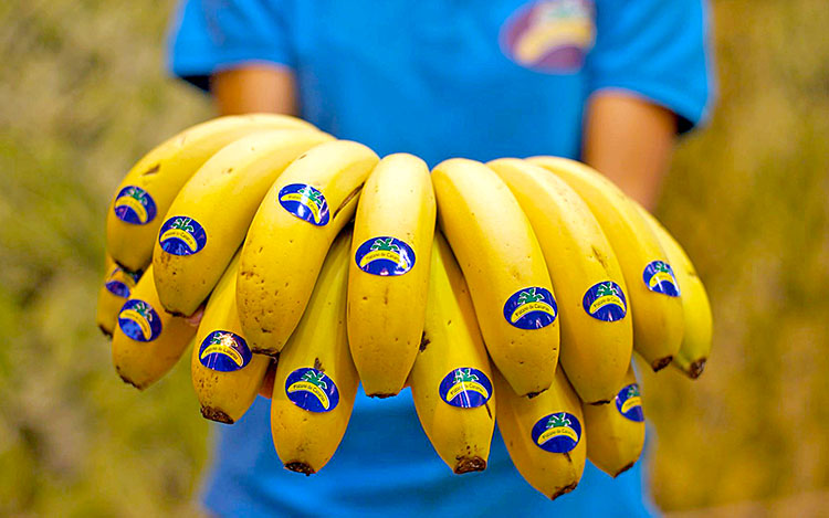 Plátano de Canarias, el de las pintitas