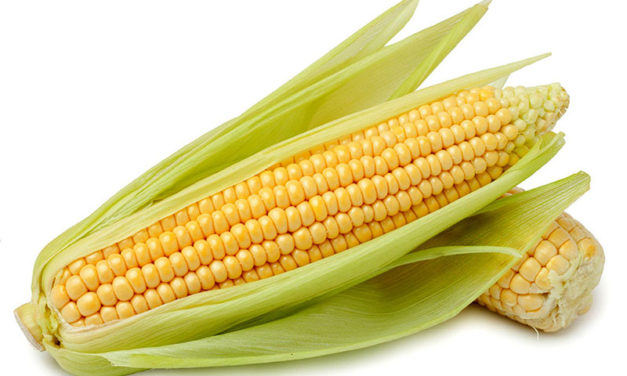 El millo (maíz), una historia de miles de años