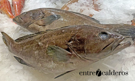Los pescados de Canarias: el Cherne