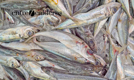 El chicharro, los pescados de Canarias