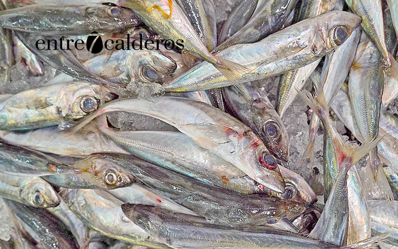 El chicharro, los pescados de Canarias