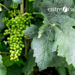 Las uvas del vino de Tenerife