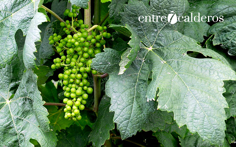 Las uvas del vino de Tenerife