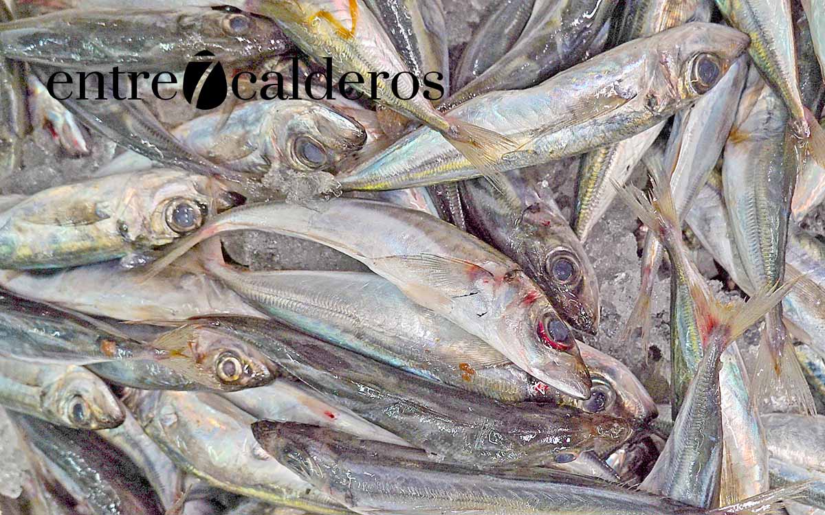 El chicharro, los pescados de Canarias