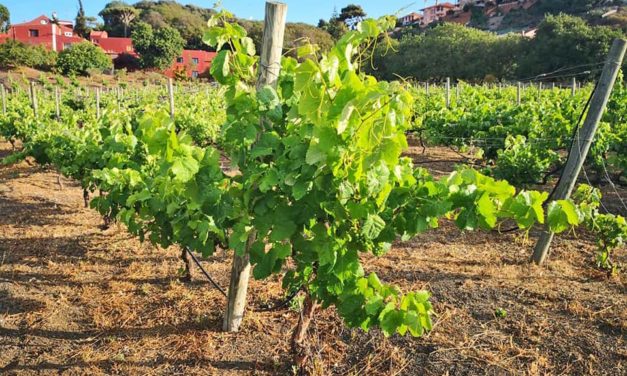 Los paisajes del vino de Gran Canaria y la conservación del territorio