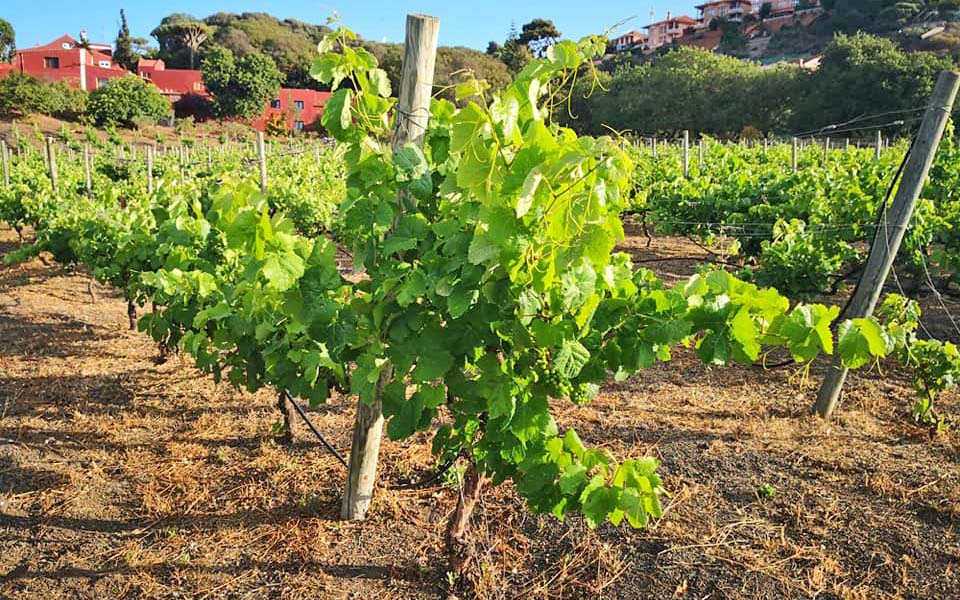 Los paisajes del vino de Gran Canaria y la conservación del territorio