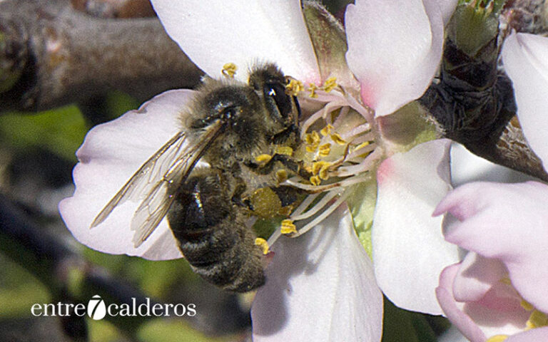 Abeja negra canaria. | © Manuel Expósito.