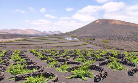Agricultura publica un estudio diagnóstico sobre el estado actual de la viticultura en Canarias
