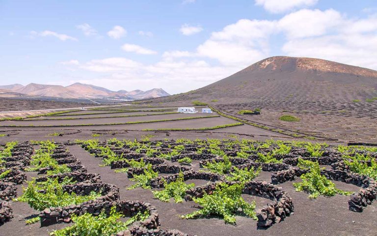 Agricultura publica un estudio diagnóstico sobre el estado actual de la viticultura en Canarias