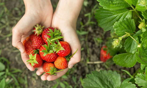 Todas las ventajas de las fresas