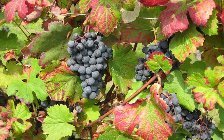 Los microbios, una herramienta para mejorar la elaboración del vino
