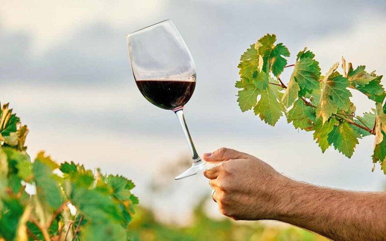 Treinta vinos canarios resultan premiados en la sexta edición del Concurso Nacional VinEspaña