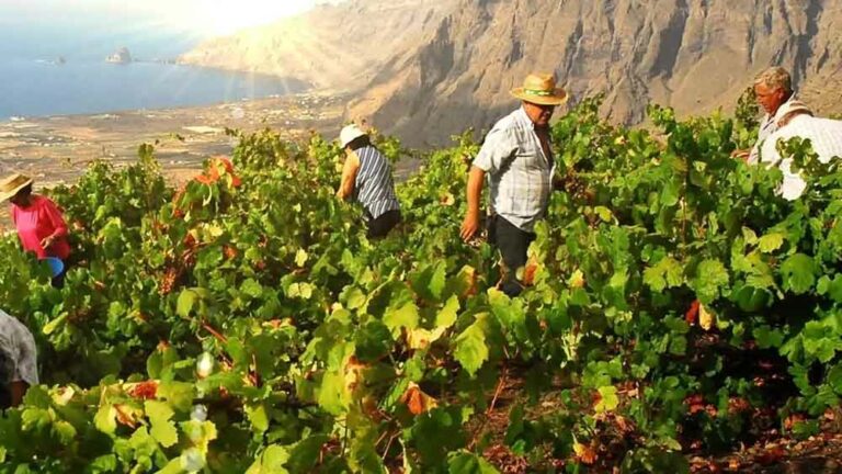 La D.O. El Hierro recibe altas puntuaciones en la cata de de vinos de la prestigiosa guía Peñín